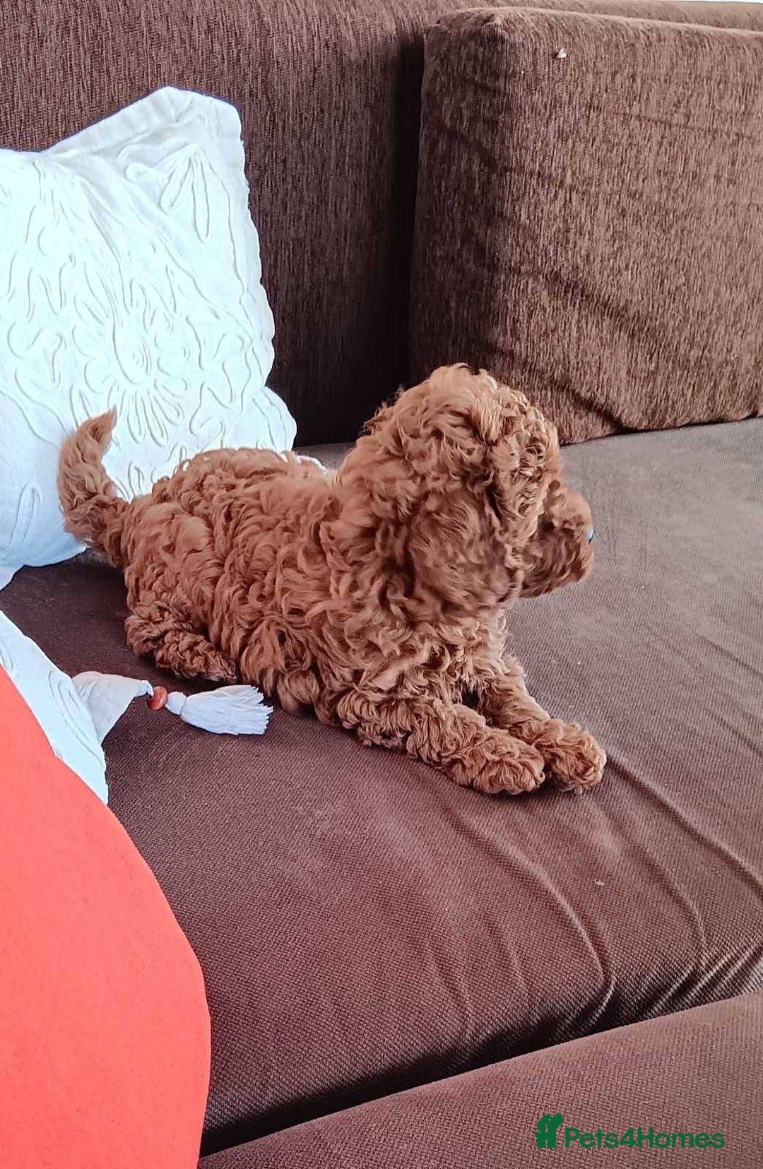 Toy Poodle dogs for sale: Toy poodle EU passports  - Image 7