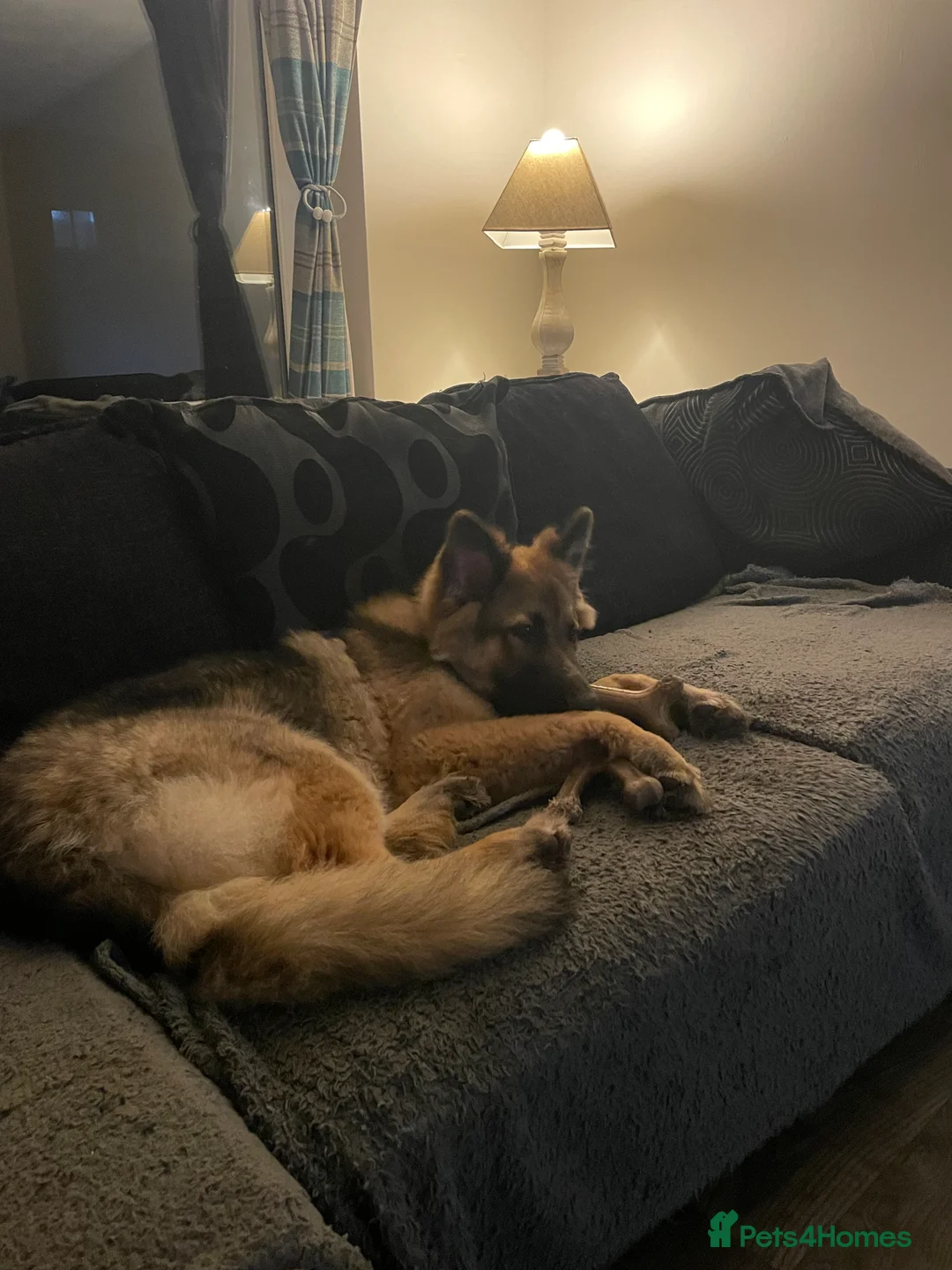 German Shepherd dogs for sale: Bailey  in Basingstoke - Advert 7