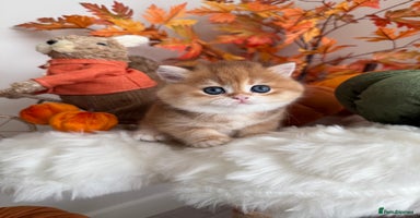 British Shorthair cats - Advert 6