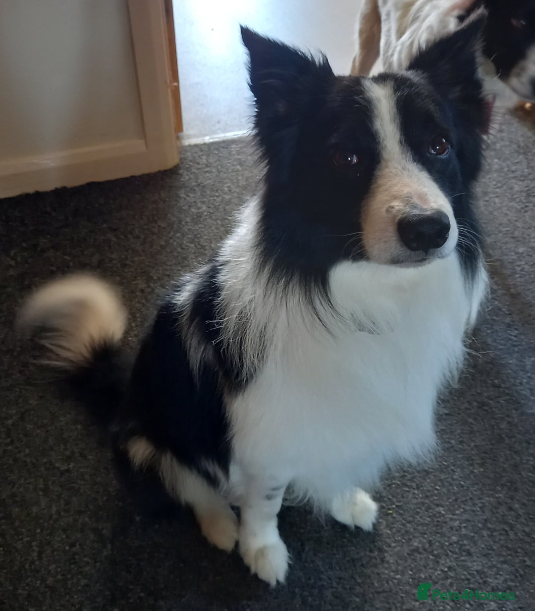 Border Collie dogs for sale: Beautiful Border Collie pups - Image 15