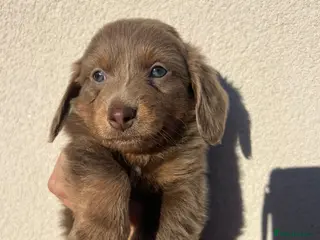 Miniature Dachshund dogs **Ready to leave 26.05.26**unreal long hair KC reg - Advert 9