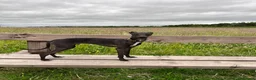 Italian Greyhound dogs for stud: Italian Greyhound Stud – KC Registered (Unproven) in Ferryhill - Advert 4