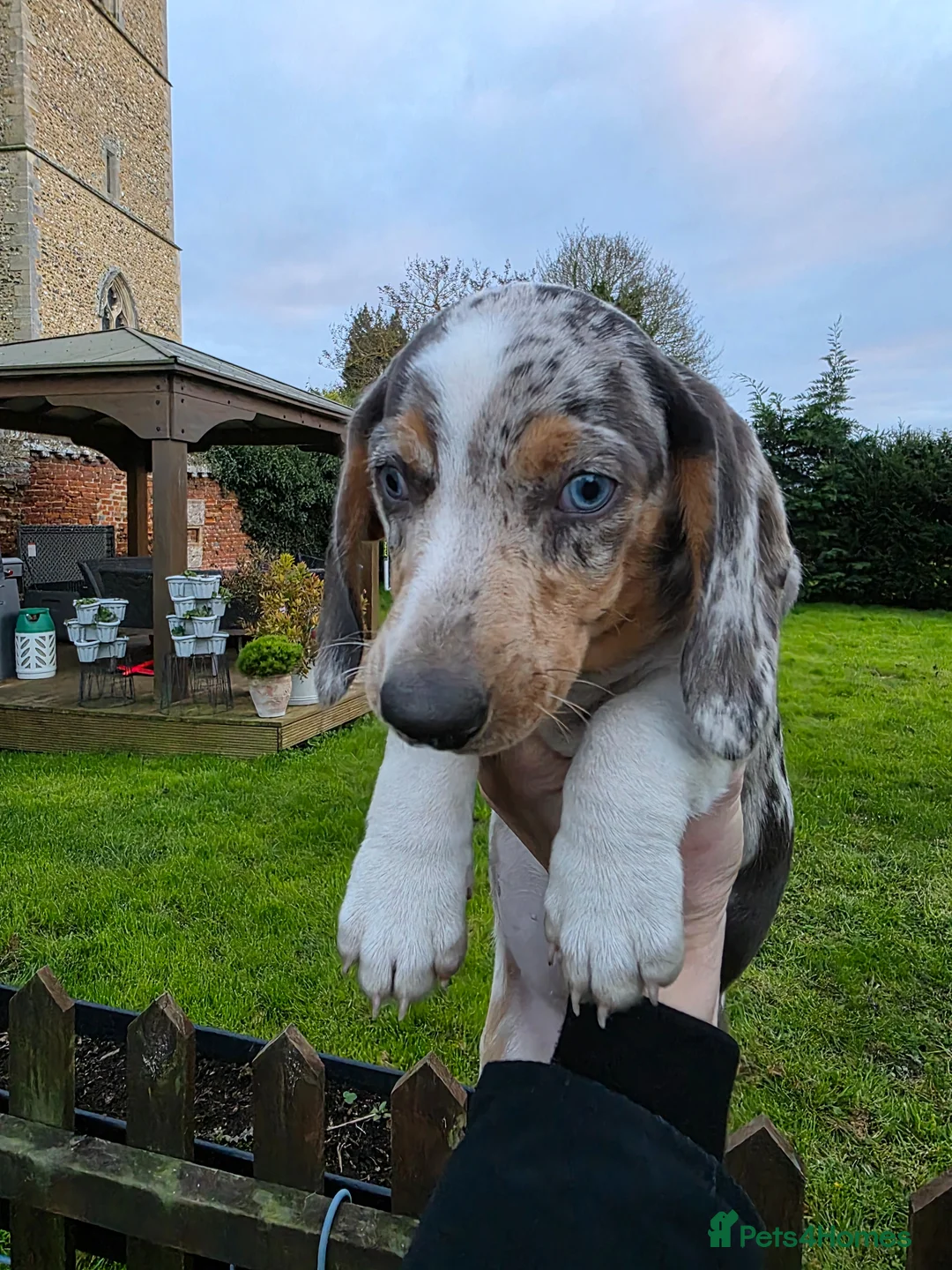 Dachshund dogs for sale: Standard KC Dachshunds  - Advert 18