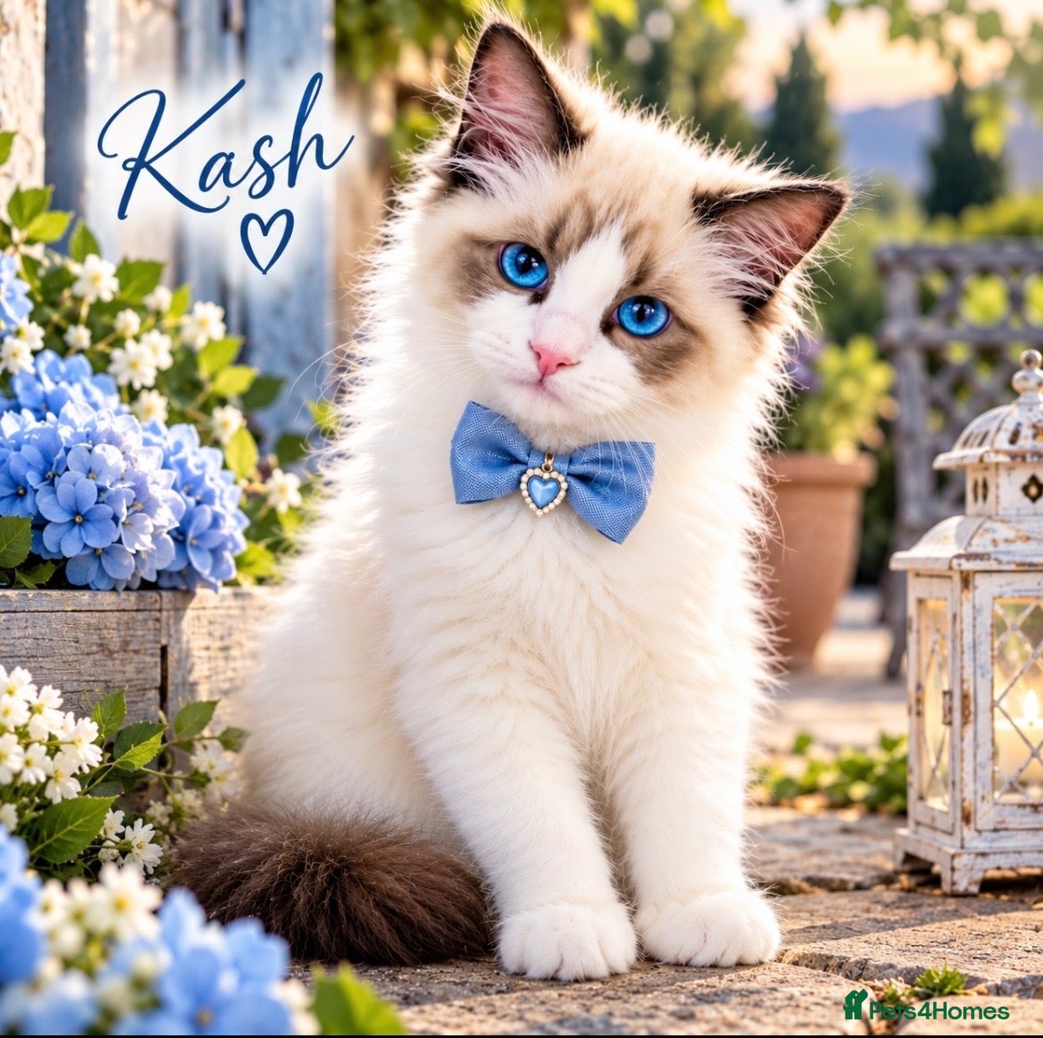 Ragdoll cats ❤️ Very special homes needed GCCF RAGDOLLS  - Advert 1