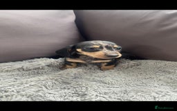 Dachshund dogs for sale: READY to leave dachshund puppy’s for sale  - Image 15