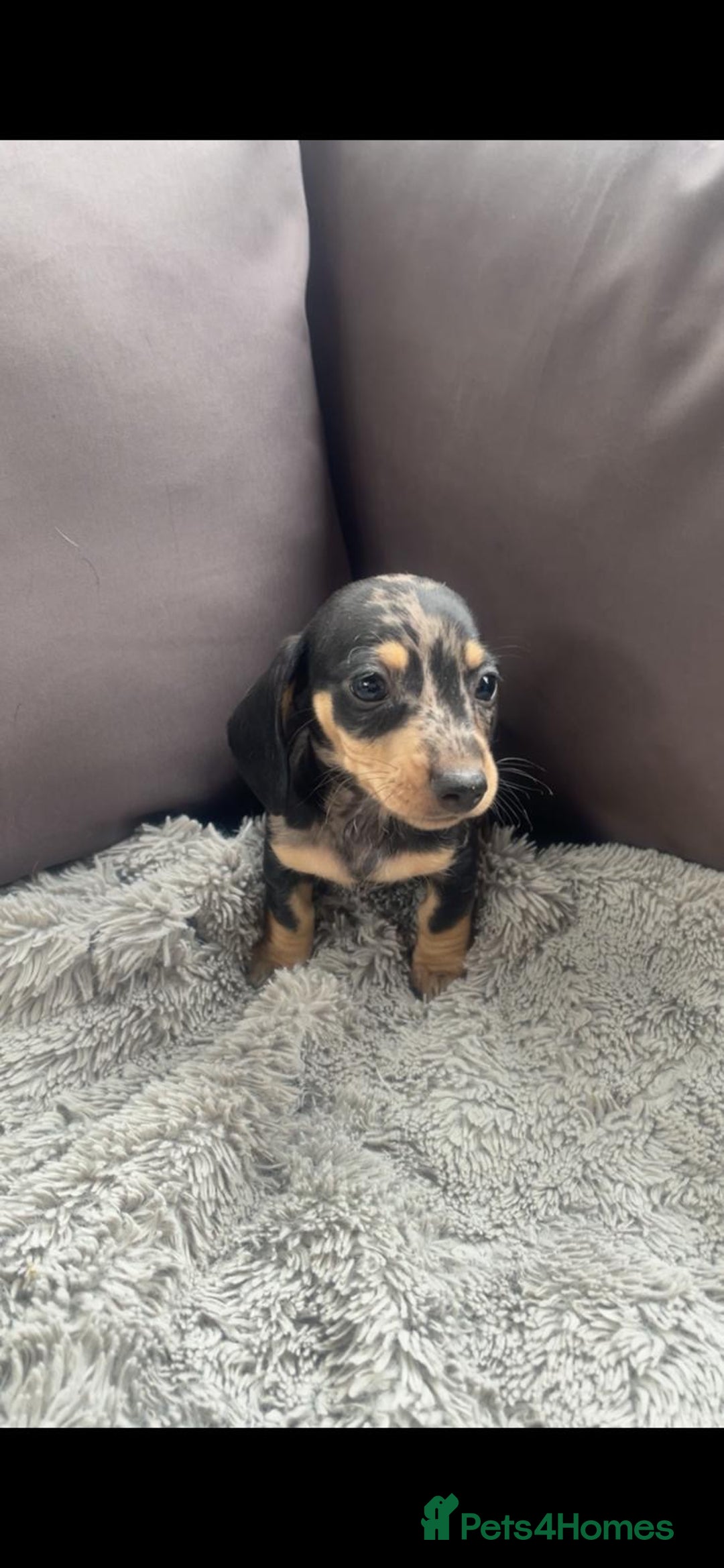Dachshund dogs for sale: READY to leave dachshund puppy’s for sale  - Image 15