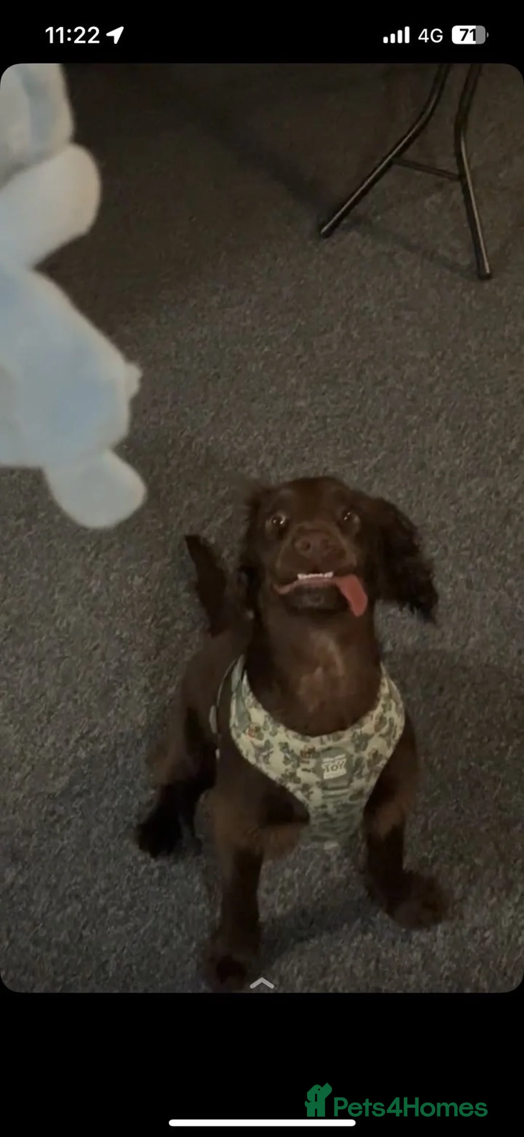 Cocker Spaniel dogs for sale: Freddie  - Advert 8