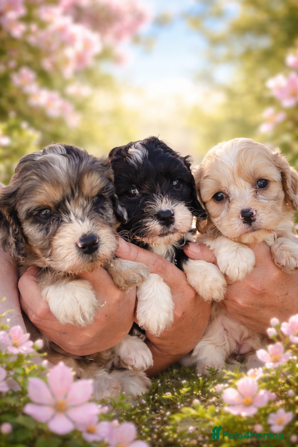 Cavapoo dogs F1 Cavapoo puppies stunning  - Advert 1