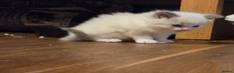 Ragdoll cats for sale: Beautiful Playful Ragdoll Kittens  - Advert 6