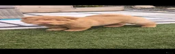 Shar Pei dogs for sale: Stunning Rare Shar Pei (Bear Coat) READY NOW - Advert 6
