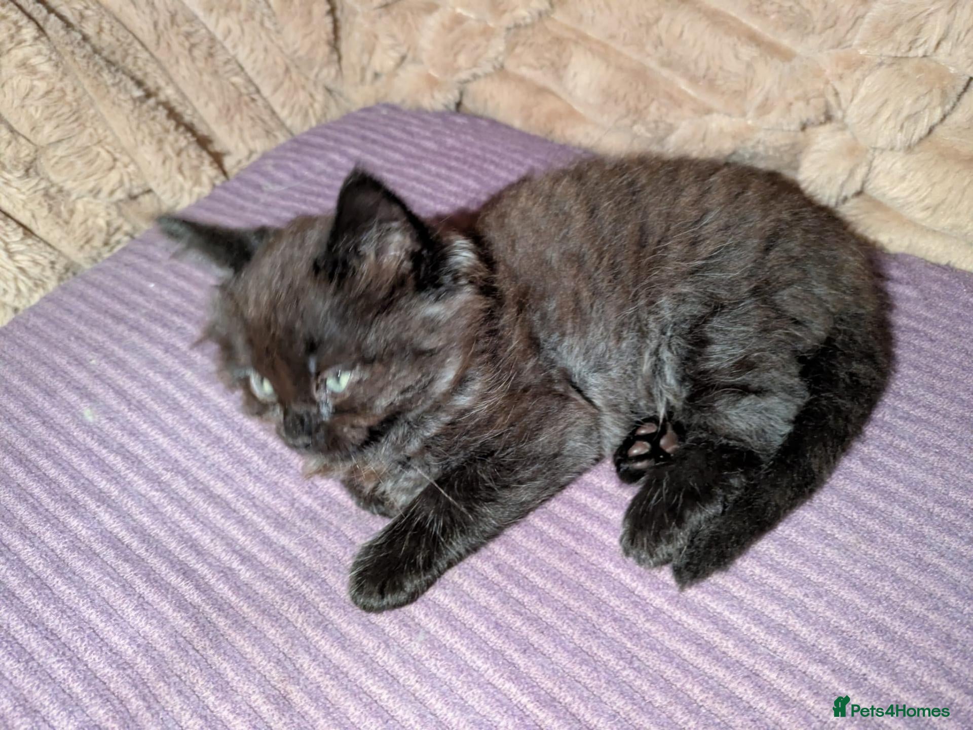 Ragcoon cats for sale: Stunning Ragcoon girl, Maine coon Dad Ragdoll Mum - Advert 5