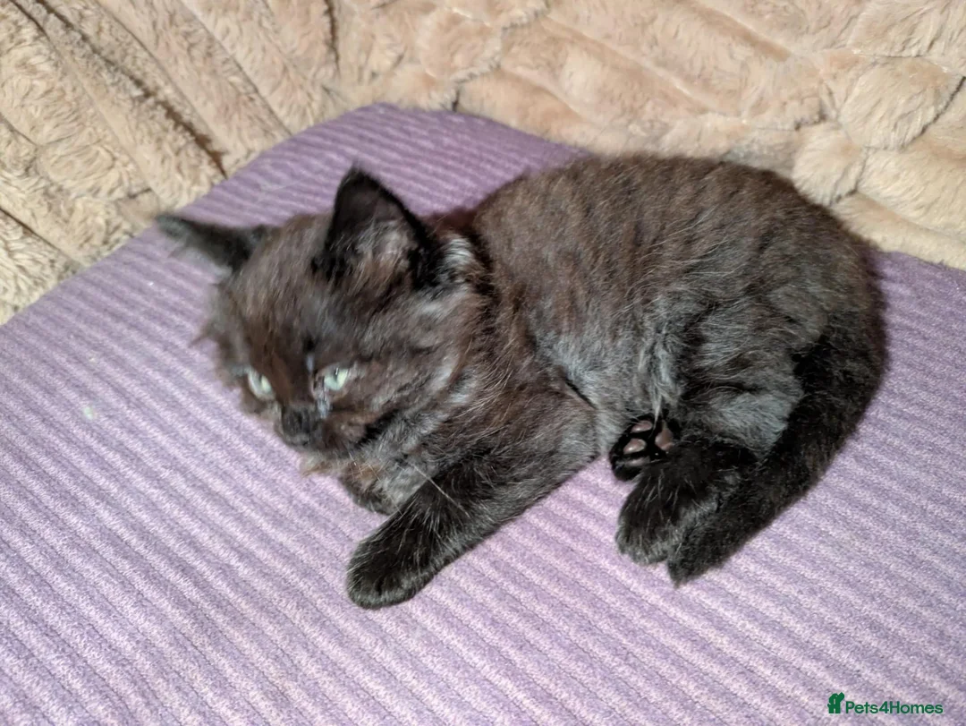 Ragcoon cats for sale: Stunning Ragcoon girl, Maine coon Dad Ragdoll Mum - Advert 1