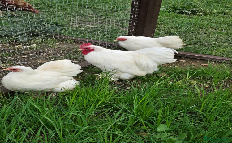 Chickens poultry White Pekin Bantam Trio - Advert 4