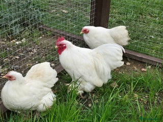 Chickens poultry White Pekin Bantam Trio - Advert 14