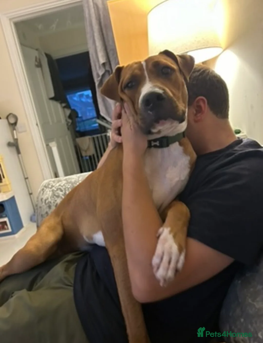 Mixed Breed dogs for sale: 3yr old male American bulldog x staff in Ipswich - Advert 2