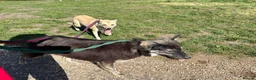 Mixed Breed dogs for adoption: Ivy - Norwich Norfolk  in Norwich - Advert 7