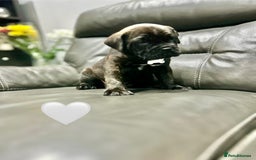 Cane Corso dogs for sale: Chunky Cane Corso Cross Pups – Ready Next Week! - Image 29