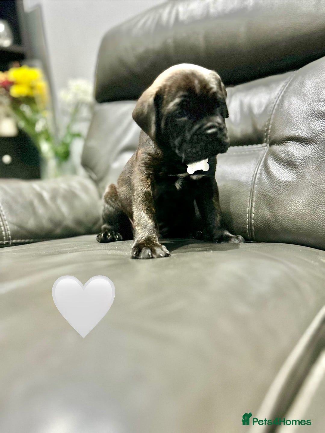 Cane Corso dogs for sale: Chunky Cane Corso Cross Pups – Ready Next Week! - Image 29
