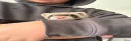 Ferret rodents for sale: 2 male ferrets + set up in Stevenage - Advert 6