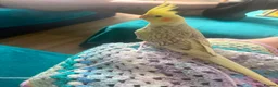 Cockatiels birds for sale: Cockateil handtame babies very pretty babies. - Advert 12