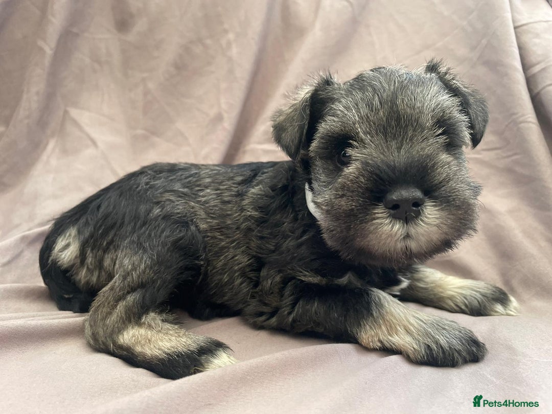 Miniature Schnauzer dogs for sale: miniature schnauzer  - Advert 5