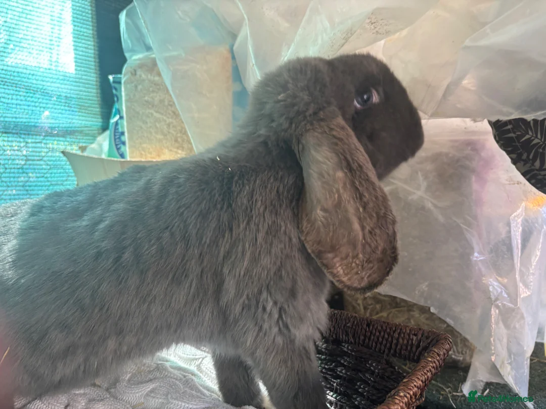 French Lop rabbits for sale: Pure French lop doe - Advert 2