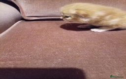 Mixed Breed cats for sale: Four mixed breed British short kittens - Image 8