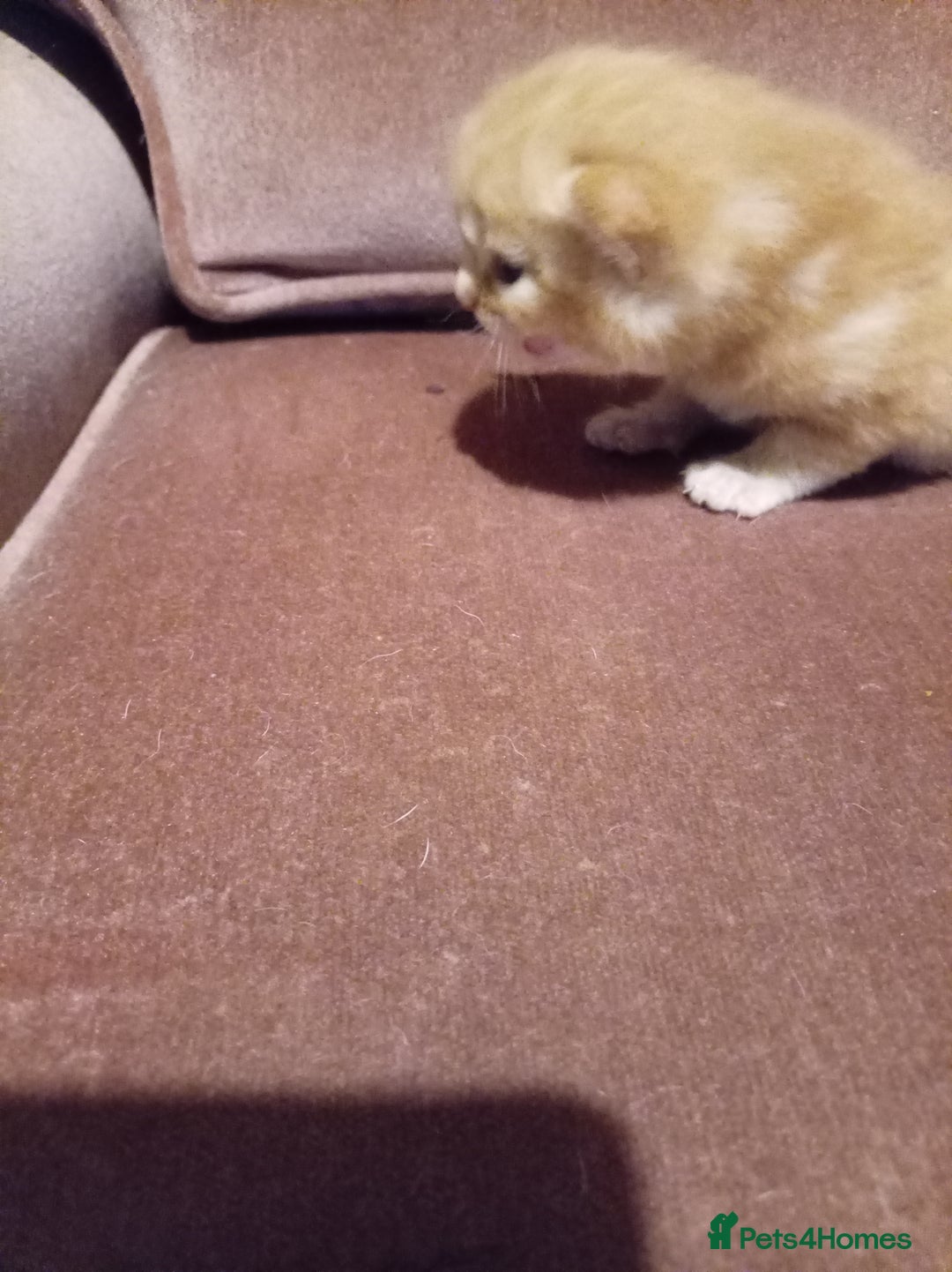 Mixed Breed cats for sale: Four mixed breed British short kittens - Image 8