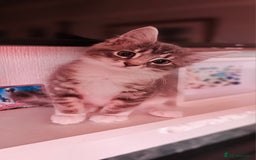 British Shorthair cats for sale: Kittens  - Image 2