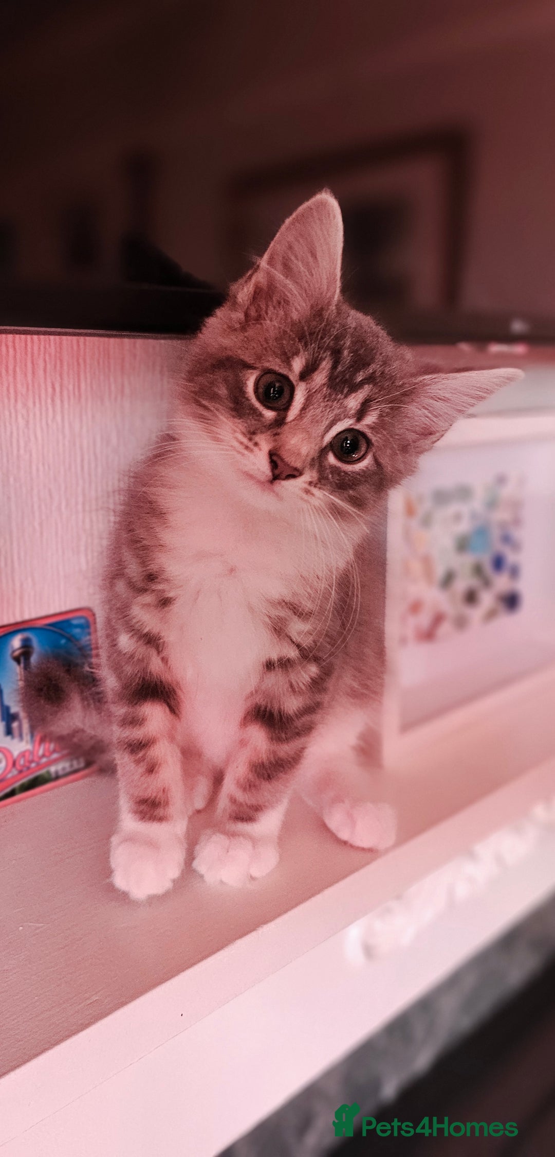 British Shorthair cats for sale: Kittens  - Image 2