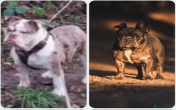 English Bulldog dogs for sale: English Bulldog and French bulldog  - Image 2