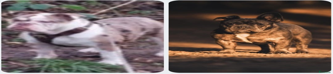 English Bulldog and french bulldog