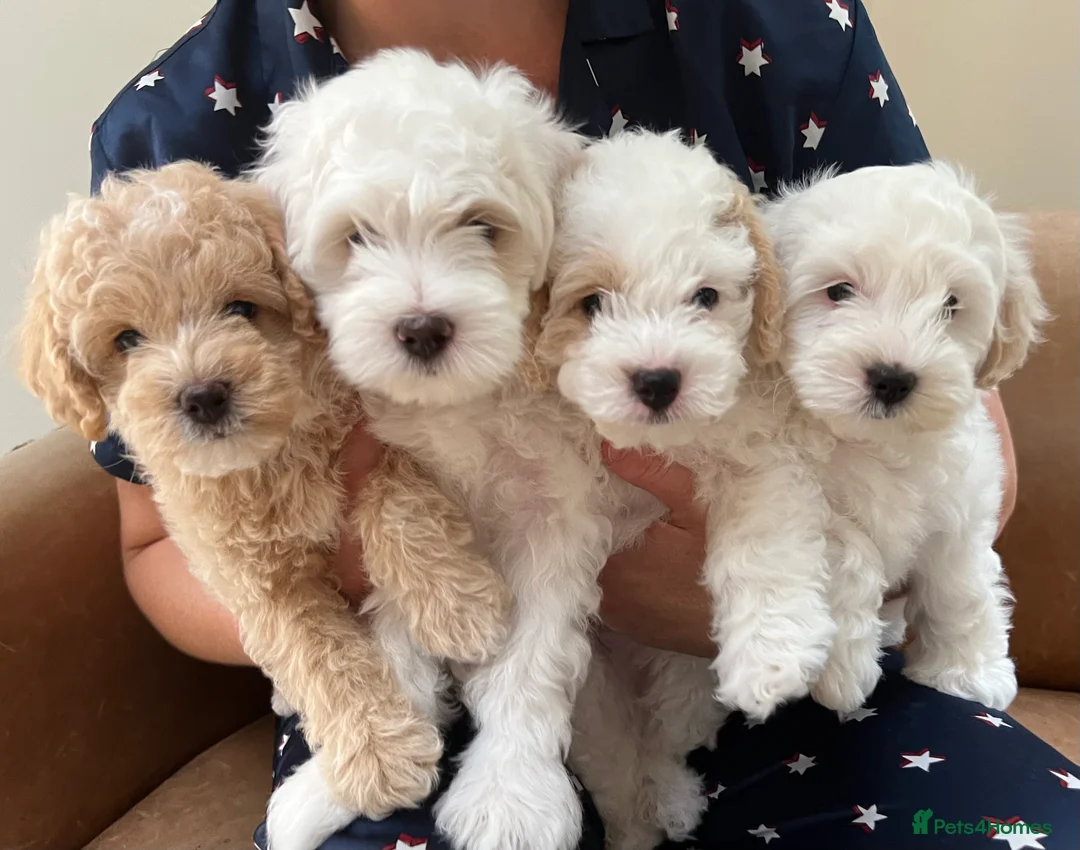 Maltipoo dogs for stud: Maltipoo Stud in Trowbridge - Advert 11