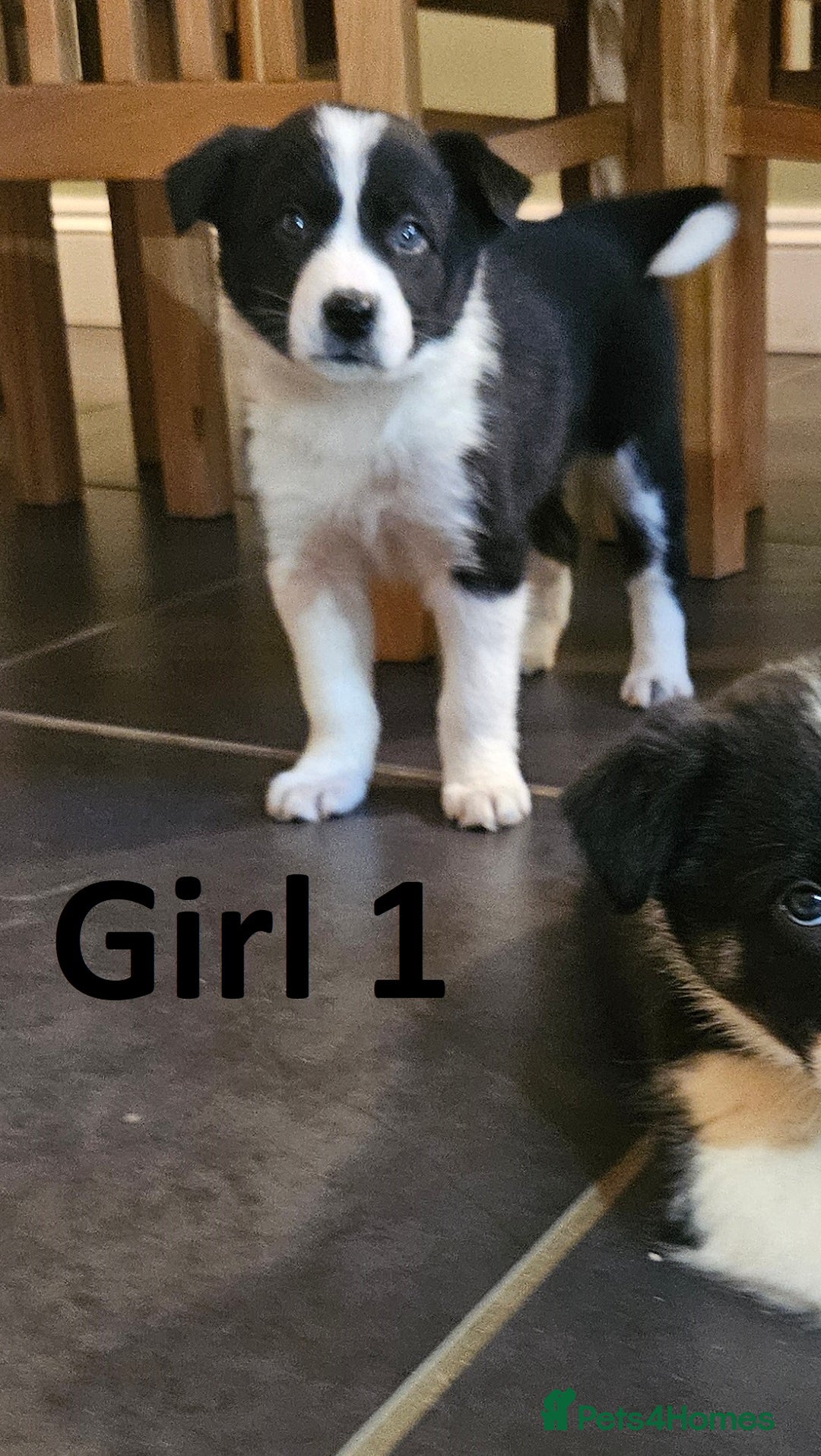 Border Collie dogs for sale: Beautiful border collie pups for sale - Advert 2