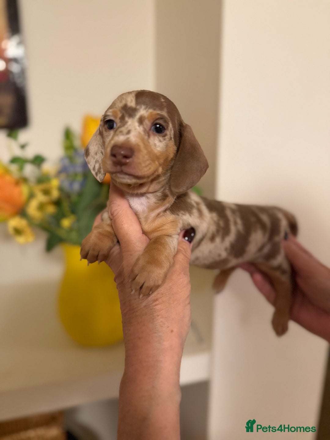 Miniature Dachshund dogs for sale: BEAUTIFUL MINIATURE DACHSHUND DAPPLE FEMALE K.C - Image 1