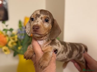 Miniature Dachshund dogs for sale - Advert 1
