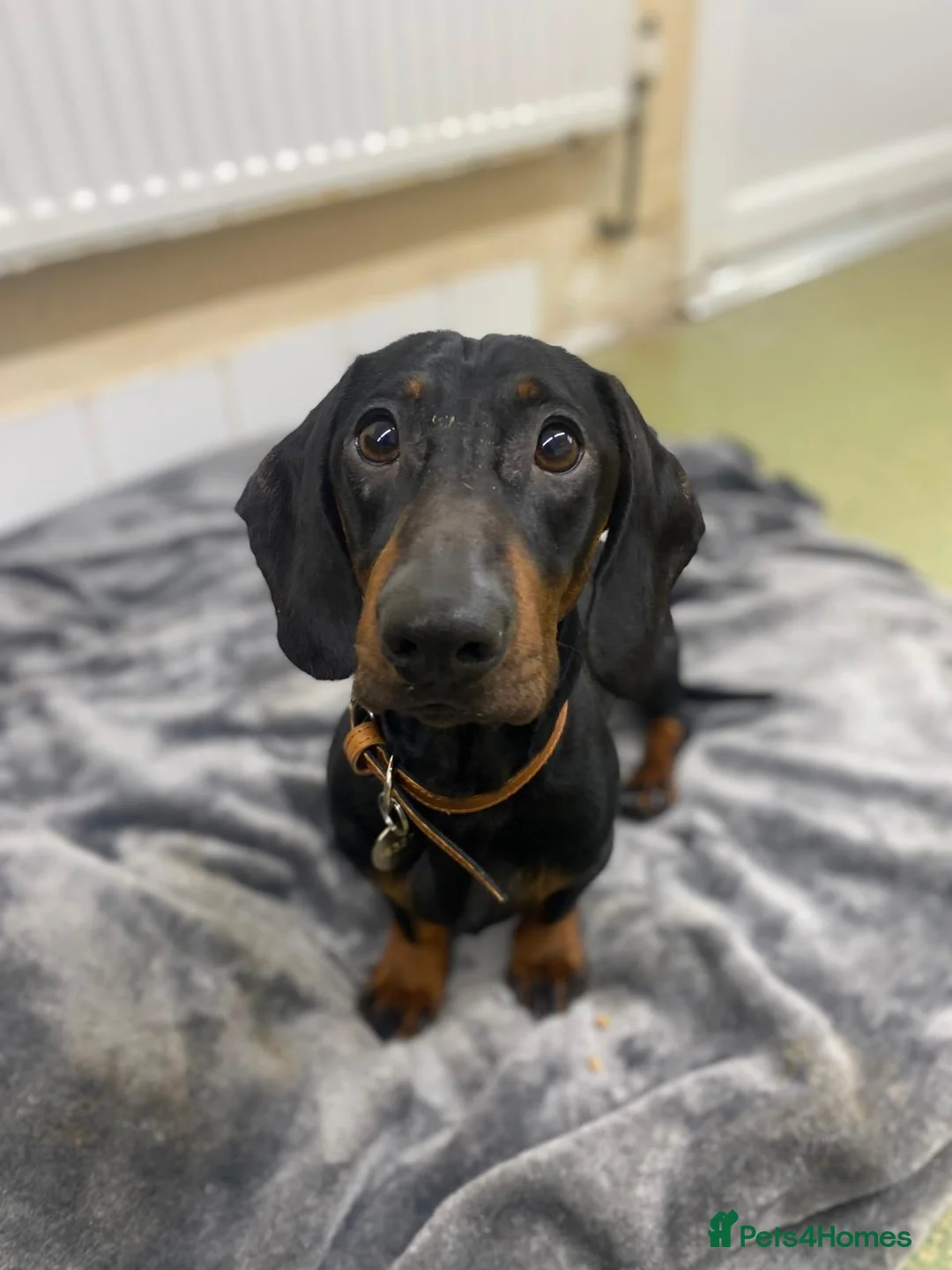 Dachshund dogs for adoption: Sausage - Advert 2