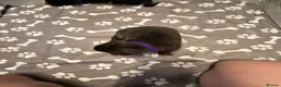 Mixed Breed dogs for sale: Staffordshire bull terrier x Lurcher puppies in Rugby - Advert 14