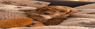 Poochon 2
