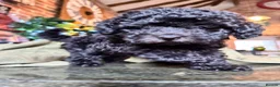 Toy Poodle dogs for sale: BEAUTIFUL KC REG BLACK TOY POODLE PUPPY GIRL  - Advert 4