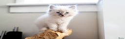 Ragdoll cats for sale: Pure Ragdol kittens ready for a new homes  - Advert 20