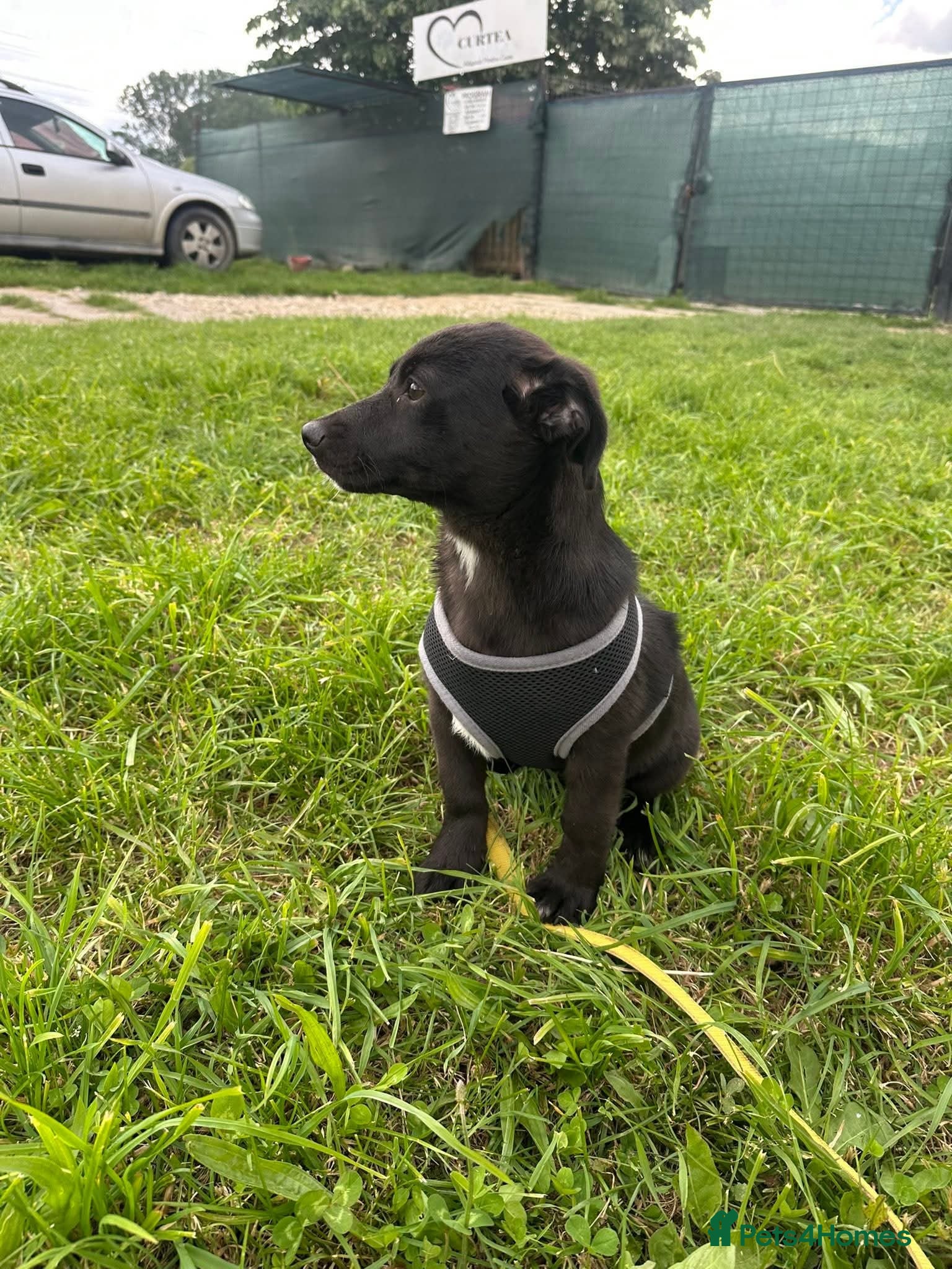 Meet Raegan,  currently residing in Surrey — Mixed Breed