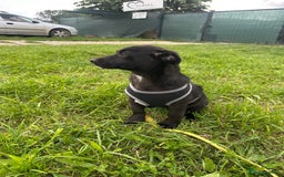Mixed Breed dogs for adoption: Meet Raegan,  currently residing in Surrey - Image 9
