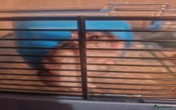 Hamster rodents for sale: Hamster  - Image 9