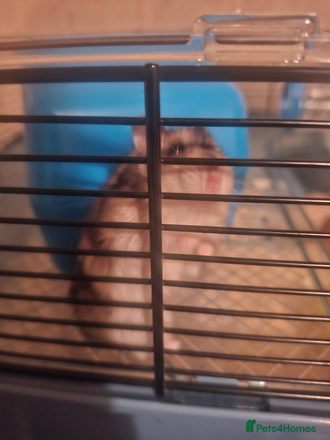 Hamster rodents for sale: Hamster  - Image 9