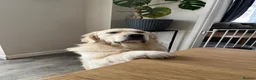 Golden Retriever dogs for sale: Meet Buddy! My best friend - Advert 6