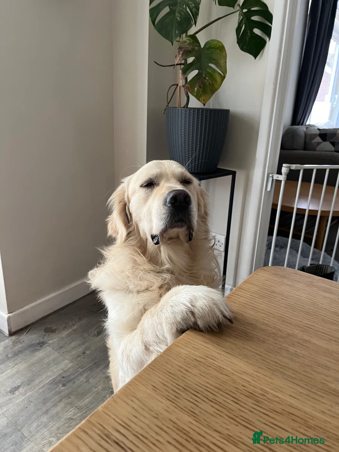 Golden Retriever dogs for sale: Meet Buddy! My best friend - Advert 6
