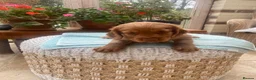Cocker Spaniel dogs for sale: Two handsome chocolate brown and golden males  - Advert 9