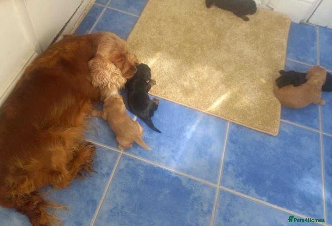 Cocker Spaniel dogs for sale: 🐾 Show Type Cocker Spaniel 🐾 - Image 6