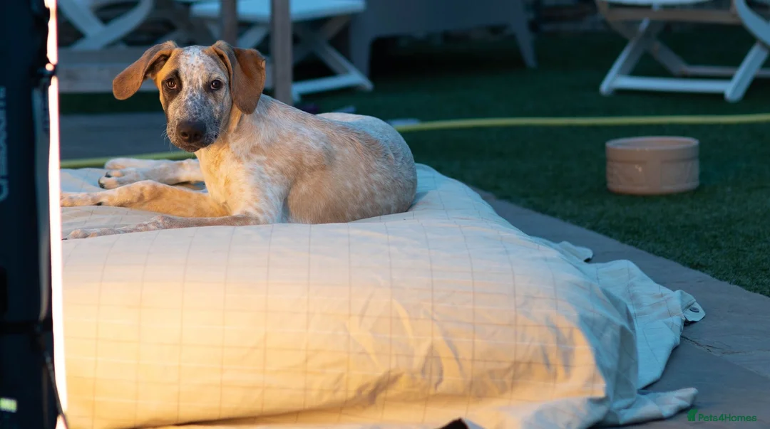 Mixed Breed dogs for adoption: Marvlous Meatball - Advert 2
